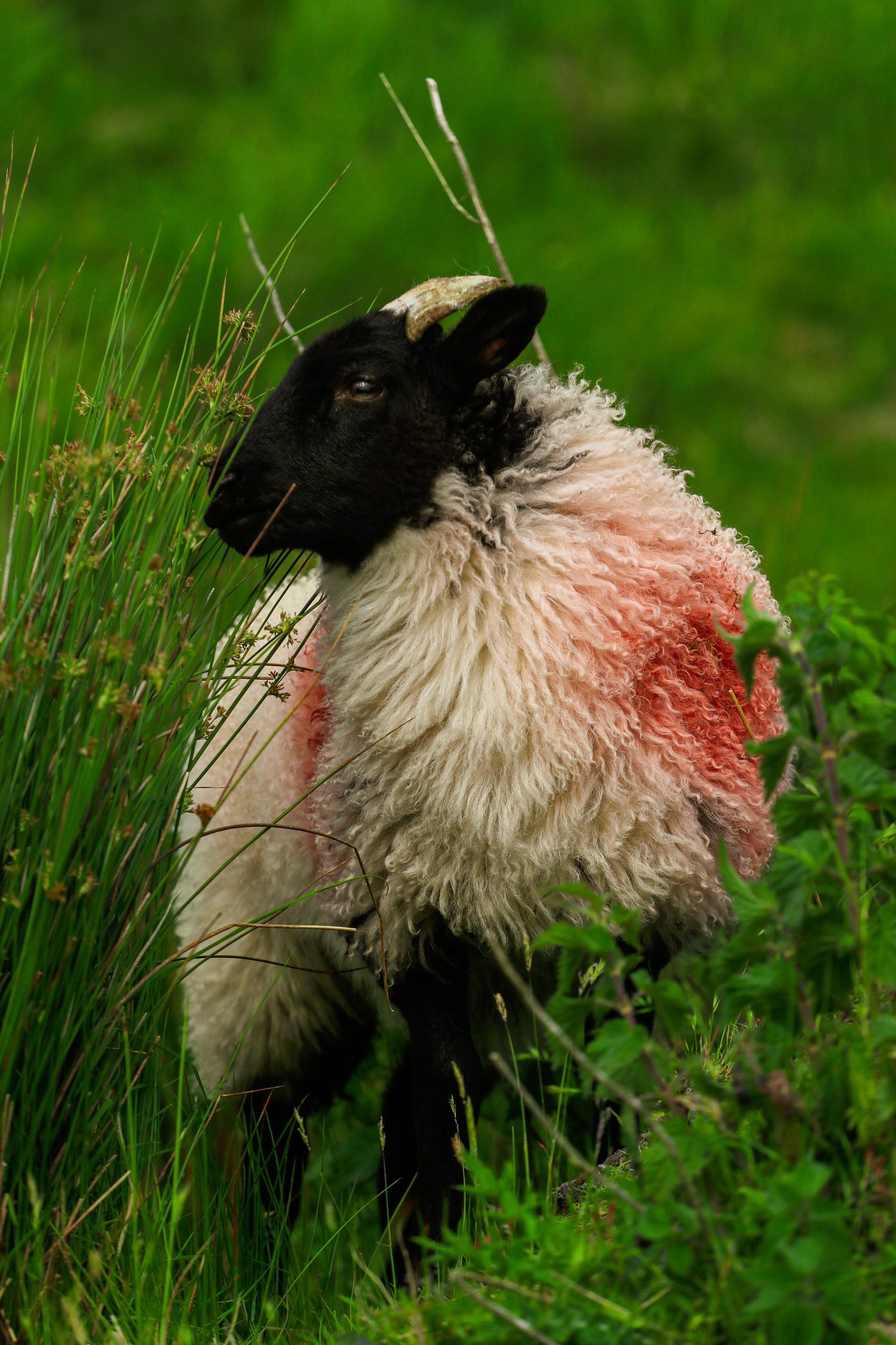 A black-faced sheep in profile among rushes and brambles, red dye marking its woolly fleece