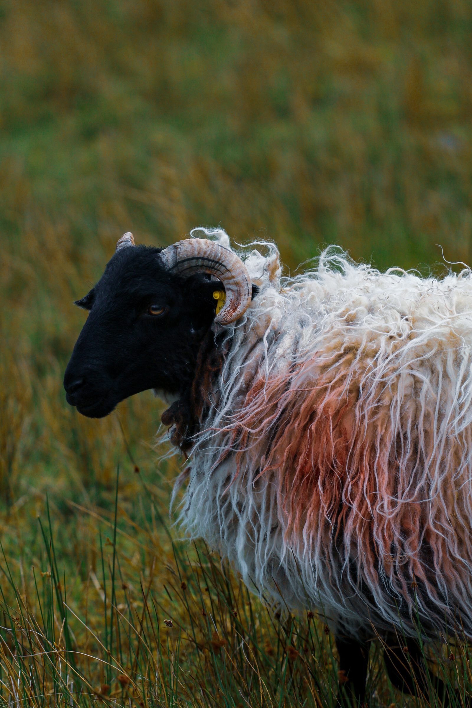 A side view of a horned black-faced sheep, its long white fleece streaked with red and blown by the wind