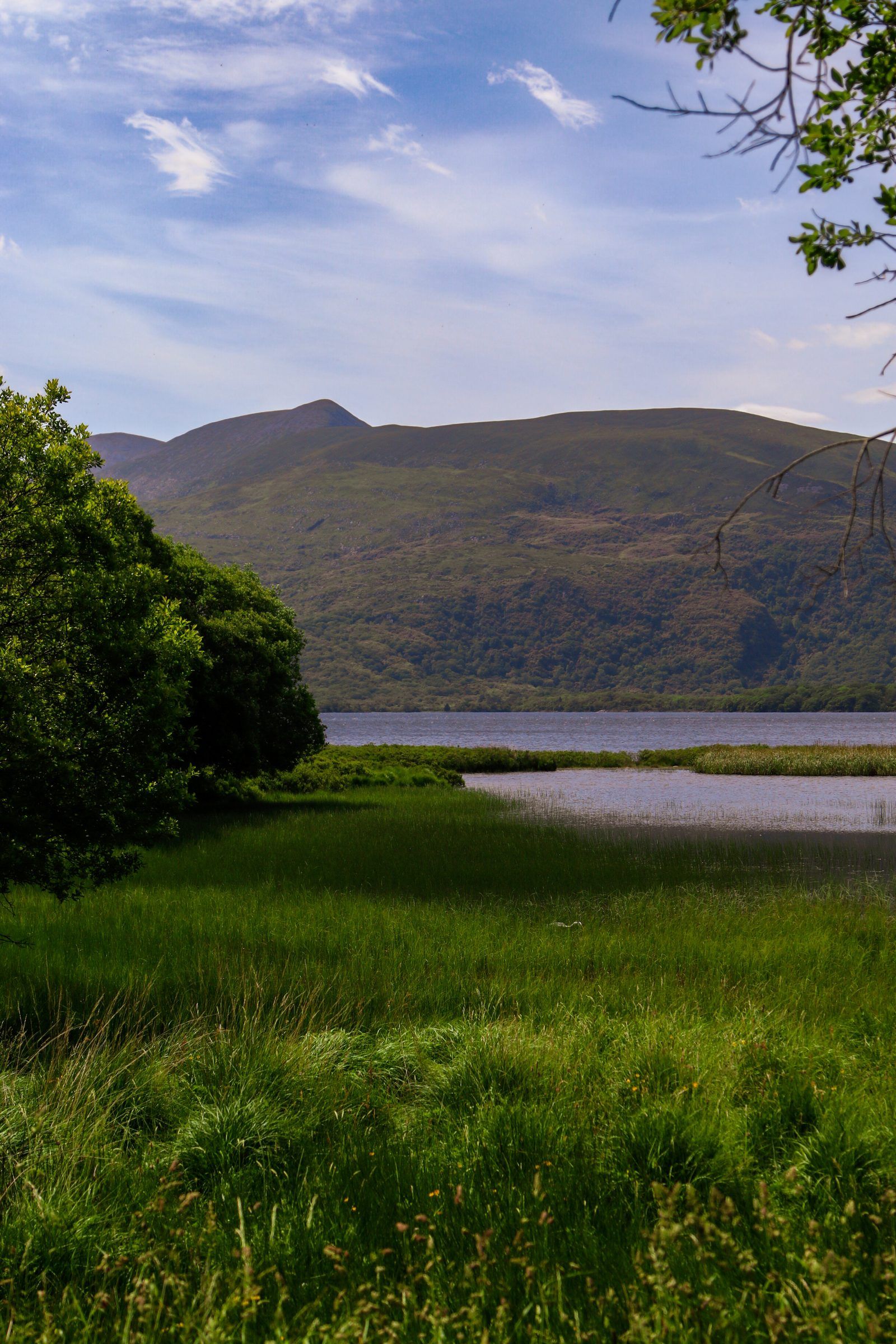 Tall green reeds at the edge of a still lake with a broad mountain beyond, framed by trees