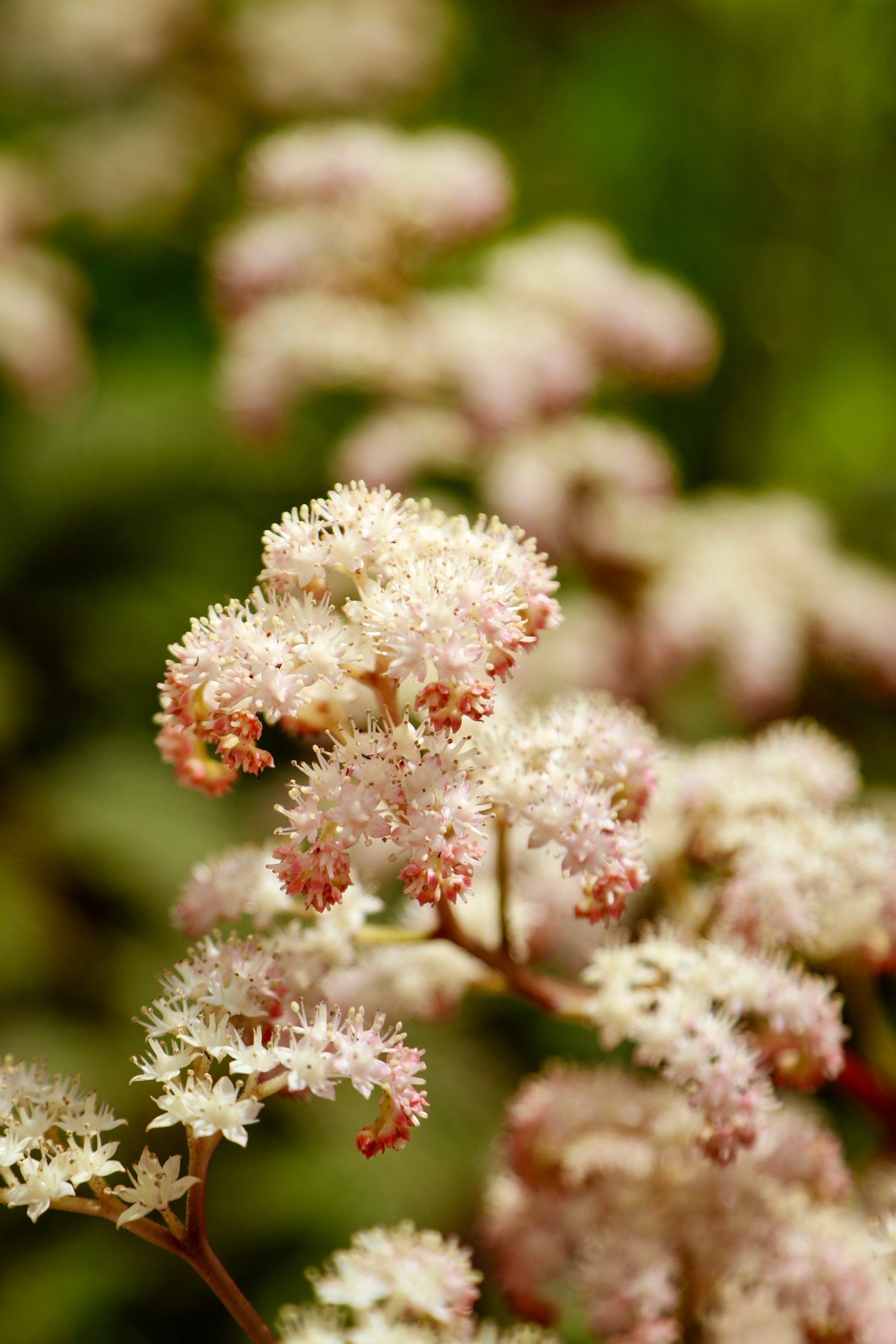 A close view of clusters of tiny pink and white blossoms against a soft green background