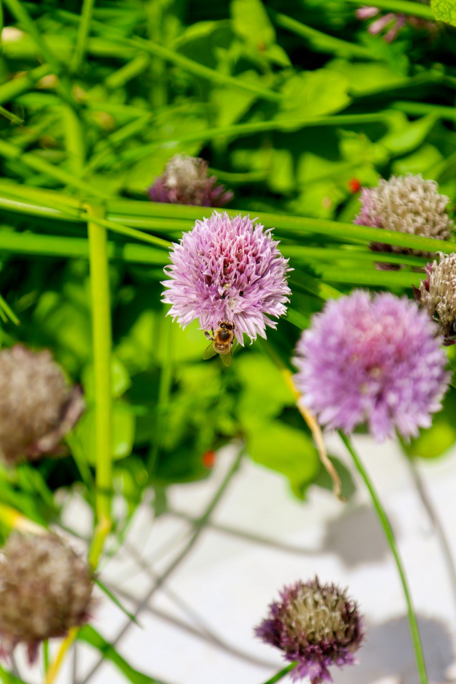 A bee feeding on a purple chive flower among green stems and other round blooms