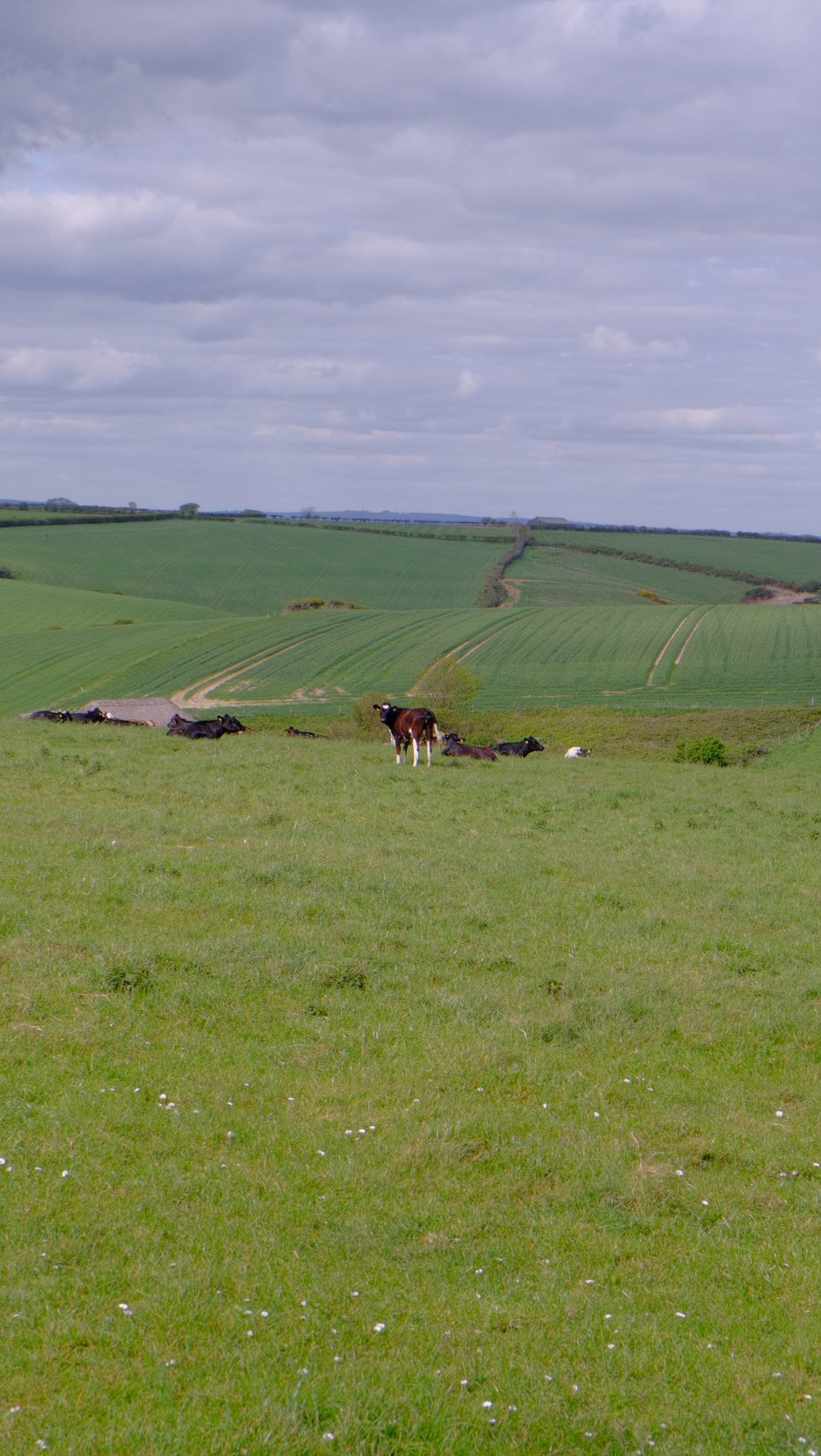 Cows grazing on open green fields beneath a grey, overcast sky